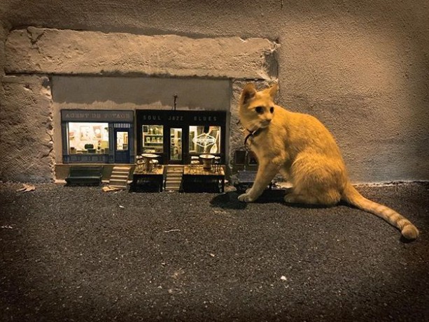 猫と一緒